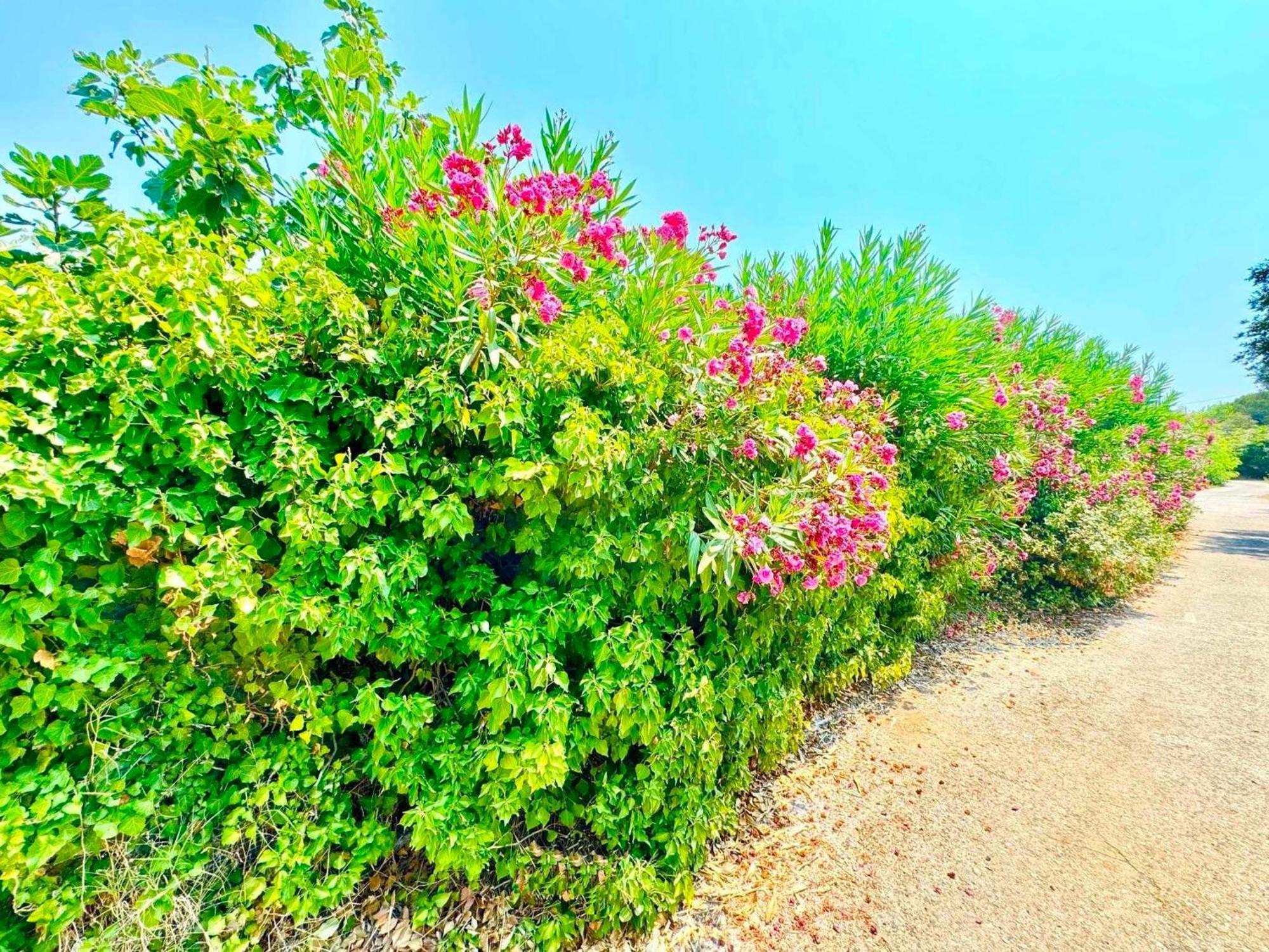 Tetraktys Estate Beachside Υδωρ Agios Matthaios  Экстерьер фото